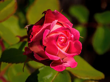Close-up of pink rose