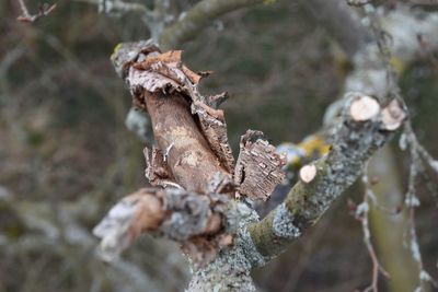 Close-up of dry leaves on snow covered land