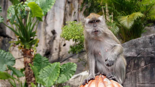 Monkeys along the stairs at batu caves, malaysia.