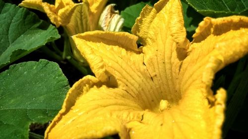 Close-up of yellow hibiscus blooming outdoors
