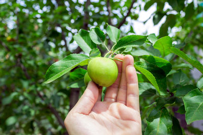 Farmer man holding an apple. gardener hand picking green apple.