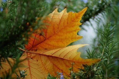 Close-up of autumnal leaves on plant