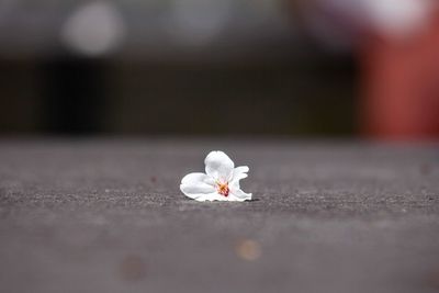 Close-up of white rose on table