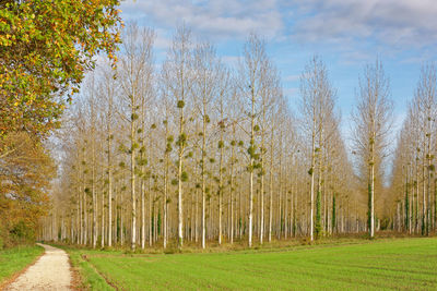 Panoramic shot of trees on field against sky