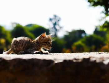 Cat lying on retaining wall