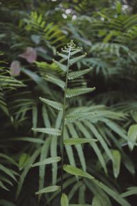 Close-up of green leaves on plant