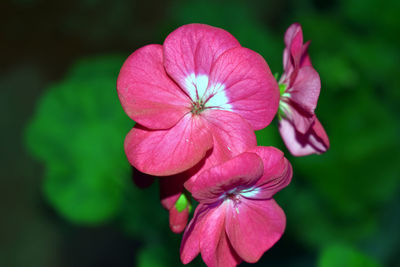 Close-up of pink flowering plant