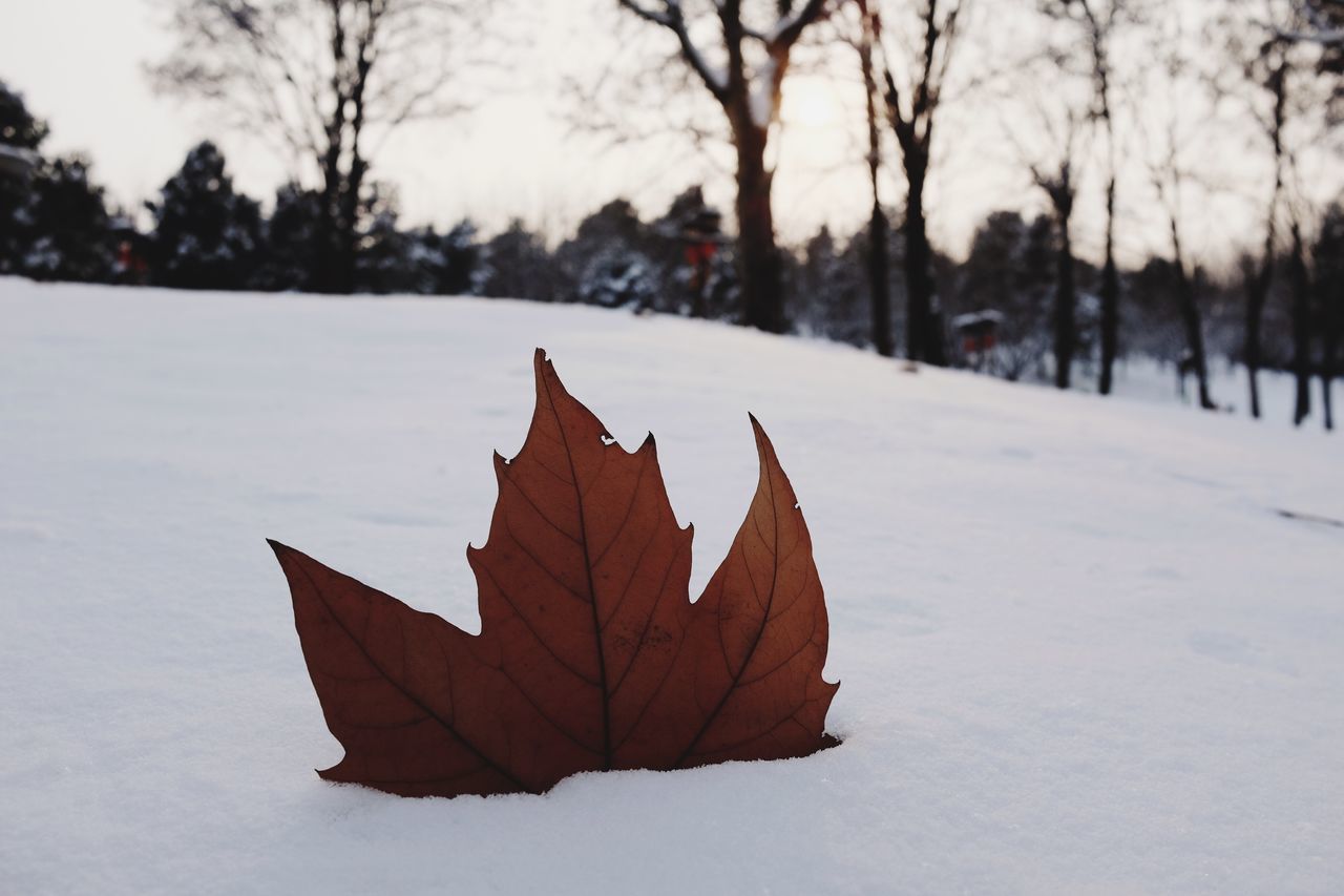 season, winter, autumn, snow, cold temperature, focus on foreground, leaf, tree, change, nature, close-up, weather, tranquility, dry, frozen, leaf vein, beauty in nature, leaves, tranquil scene, outdoors