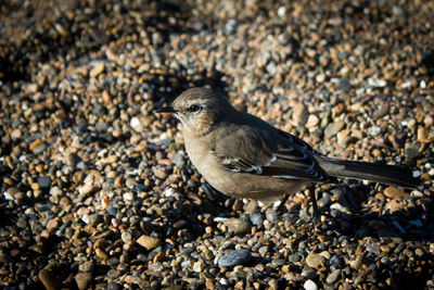 Close-up of bird on rock