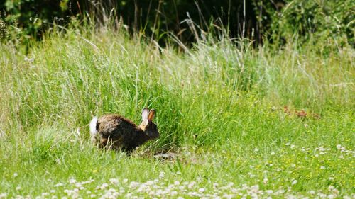 View of duck on field