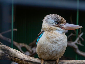 Close-up of bird perching on branch