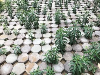 High angle view of stones in garden