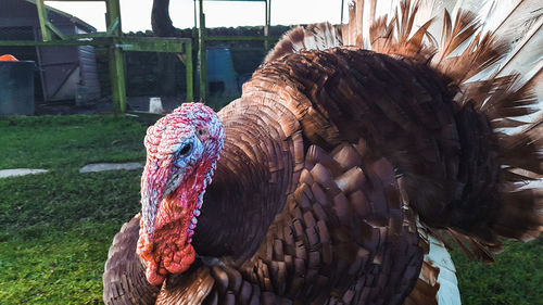 Close-up of a bird