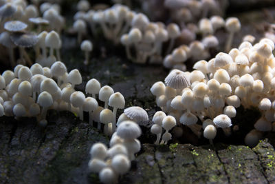 Close-up of white pebbles on ground