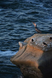 Bird flying over sea