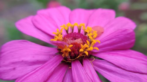 Close-up of pink cosmos flower