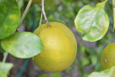 Close-up of fruits hanging on tree