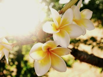 Close-up of yellow flowers