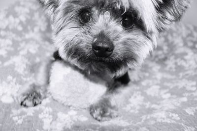 Close-up portrait of dog