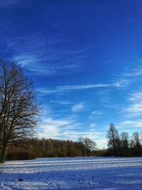 Trees on field against blue sky during winter