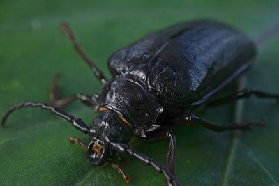 Close-up of insect