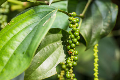 Close-up of berries growing on plant