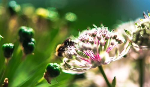 Close-up of flower growing outdoors