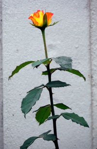 Close-up of flower bud