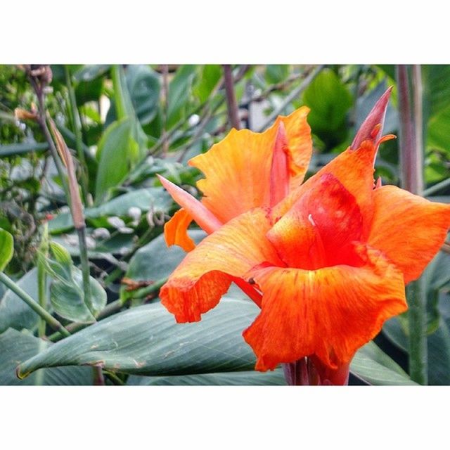 flower, petal, freshness, fragility, flower head, orange color, growth, close-up, transfer print, focus on foreground, beauty in nature, nature, red, plant, auto post production filter, blooming, leaf, day, single flower, outdoors