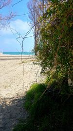 Close-up of trees against sky