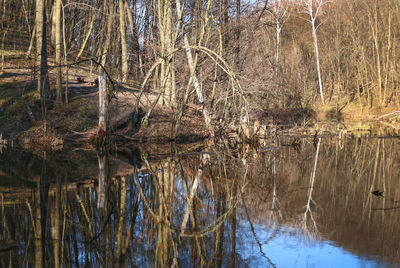 Reflection of trees in lake