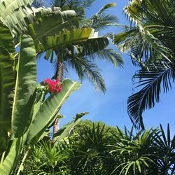 Low angle view of coconut palm tree against sky