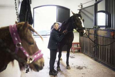 Girl grooming horse after riding in stable