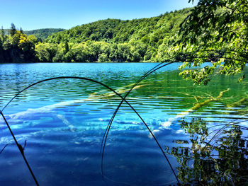 Reflection of trees in lake