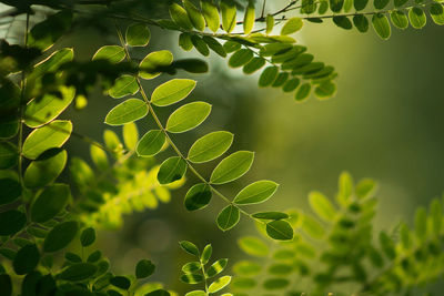 Close-up of green leaves on tree