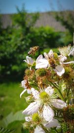 Close-up of white flowers blooming in field