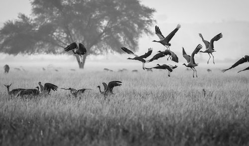 Flock of demoiselle cranes taking off. tal chhapar sanctuary, rajasthan, india, 2020. 