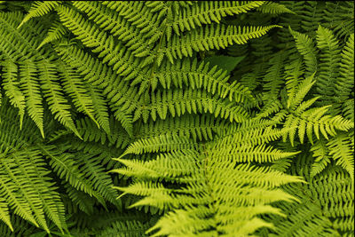 Full frame shot of fern leaves