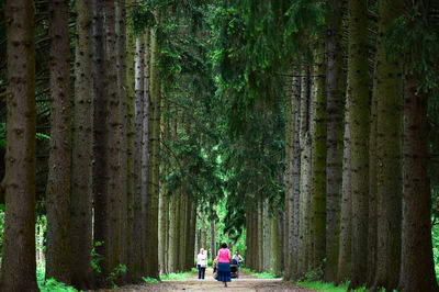 Rear view of people walking in forest