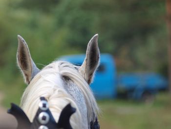 Horse natura