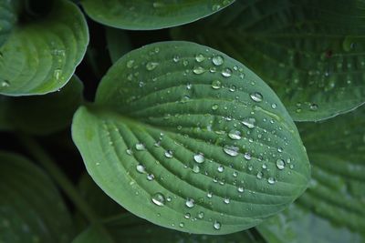 Close-up of water drops on leaf