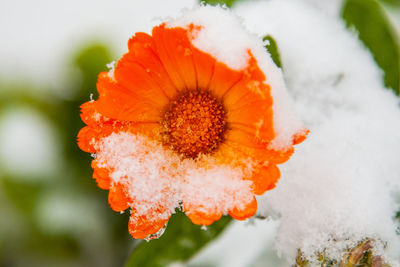 Close-up of orange flower plant