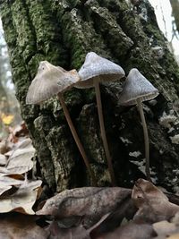 Close-up of mushrooms growing on tree trunk