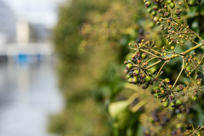Close-up of flowering plant