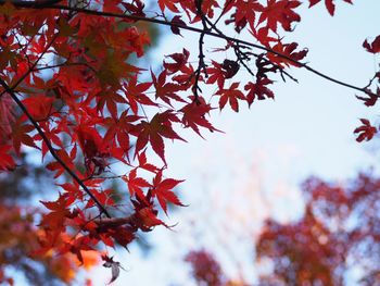 Low angle view of maple tree