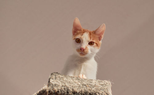 Close-up of cat looking at camera