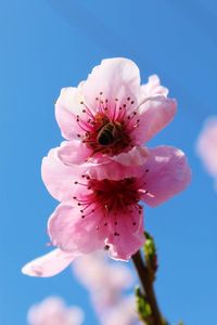 Close-up of pink cherry blossoms