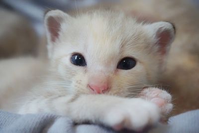 Close-up portrait of kitten