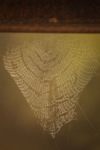 Close-up of spider web