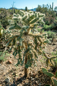 Cactus growing on tree against sky